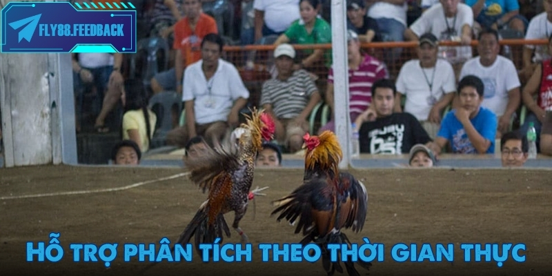 Hỗ trợ phân tích quá trình tham gia đặt cược đá gà Fly88