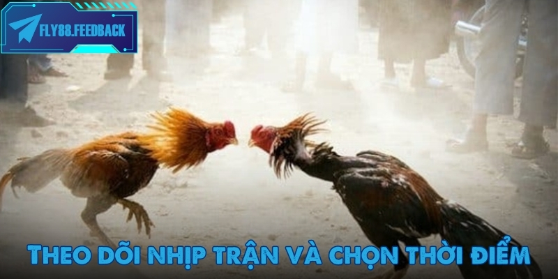 Theo dõi nhịp trận đấu kỹ càng trước khi đặt cược đá gà